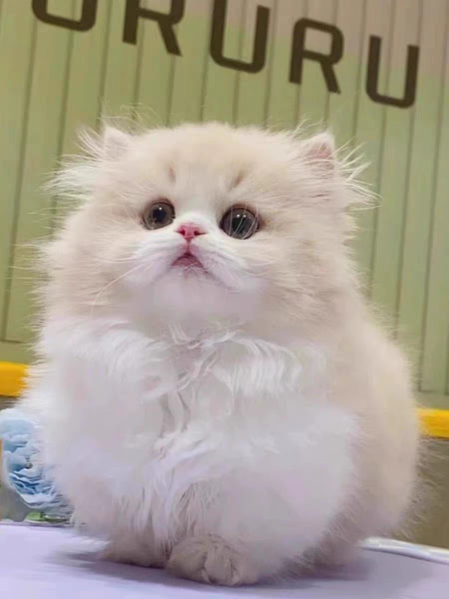 猫舍直销,批发价出售,英短长毛猫